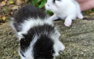 ZACHRAŇME KOŤÁTKA PŘED ZIMOU!