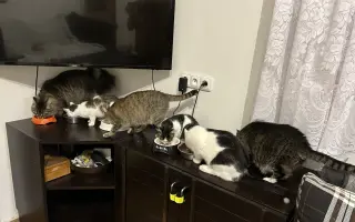 Pomoc kočkám dochází nám zásoby krmení
