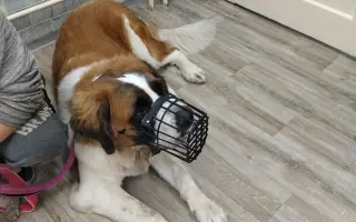 Spřízněné duše – léčba pro maxi a mini fenku ❤️