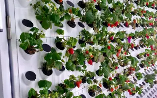 Podpořte projekt "Z vody roste jídlo"