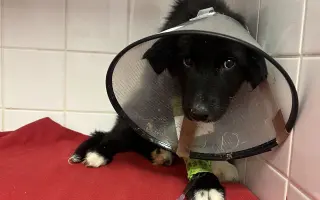 Pomoc pro malinkou Meggie