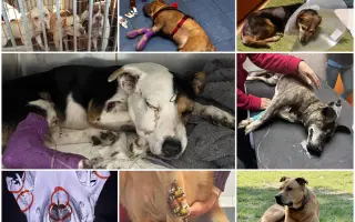 🙏🐾 Prosíme: "Pomozte nám uhradit veterinární péči pro pejsky bez domova." 🐾🙏