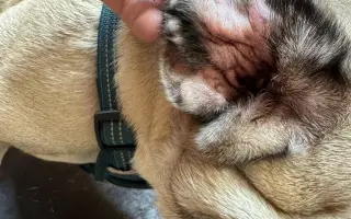 Pomoc pro Kuky a Kony