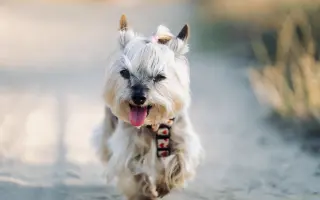 Pomozte Kessynce znovu se postavit na všechny čtyři 🐾