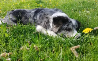 Sbírka na veterinární péči a diabetickou dietu pro Dixinku