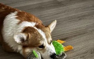 Pomozme Aloiskovi znovu chodit