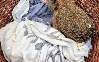 POMOC PRO FOXÍČKA, ASPENA A TAFFY-JACKA