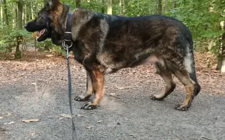 Pomoc Furině v boji s lupusem (SLE)