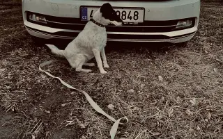 Pomozte zachránit Berrynku