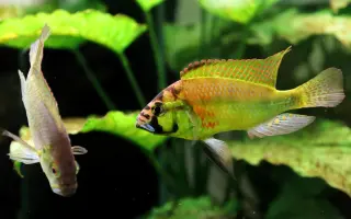 Vytvořme rybkám lepší domov!