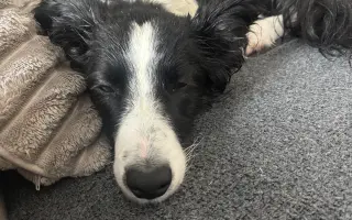 🐾 Pomozme Archiemu postavit se znovu na nohy 🐾