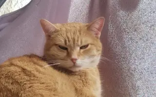 Boj o život Dyka, Tesinky a dalších - pomozte nám vyhrát nad panleukopenií