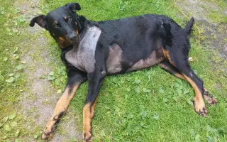 Mladou fenku srazil vlak, pomožme jí k pohybu rehabilitací.