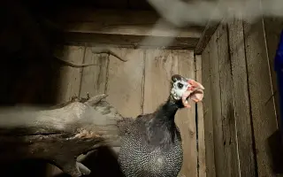 Pomozte❤️ Srdce pro zvířata - naděje pro opuštěné