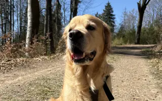 Zlatý Artur a jeho boj s mastocytomy