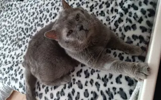 Čičmánek potřebuje operaci očí!