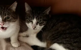 Pomůžeme kočičkám z Čestlic k bezbolestnému životu?