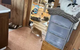 🐾 Pomoc pro 50 kočičích chlupáčů – prosba, která není lehká, ale je upřímná