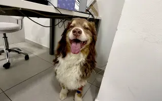 Freddie a NEpřítel nádor - pomůžete?