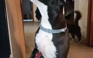 Pomozte našemu štěňátku Bleskovi přežít parvovirózu 🐾❤️