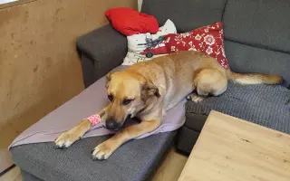 Darujte prosím Roxy život – šance na operaci a další roky plné radosti