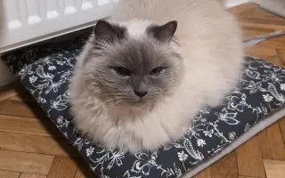 Vaše pomoc vrátí Martinovi zdraví a radost 😺🐾