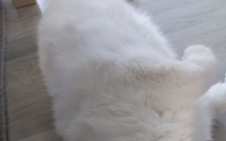 Běluška přežila útok psa, nyní potřebuje další vyšetření