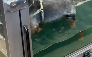 Naděje pro našeho Samíka 🐶