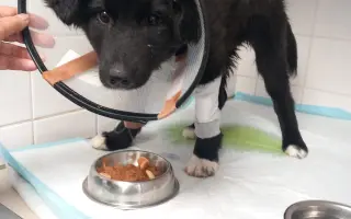 Pomoc pro malinkou Meggie