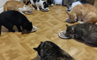 Pomozte Kájovi a Filípkovi na jejích léčbu a pro 24 záchraněných kočiček