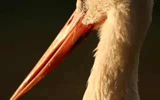 Pomozte mi zachytit svět, který jsme se odnaučili vnímat