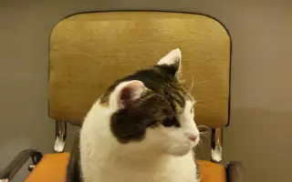 Veliký Nero má veliký nádor v hlavičce