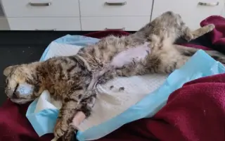 Ošetření a pomoc kočkám z ulice