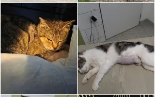 Staňte se nadějí pro kočičky bez domova