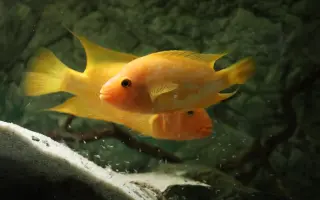 Vytvořme rybkám lepší domov!