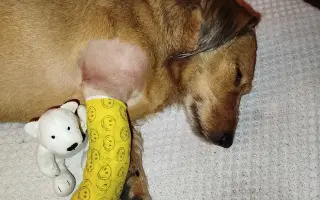 Zachraňme Mejlíkovi nožičku ❤️