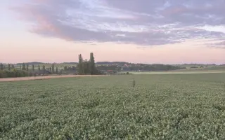 Zachraňujeme srnčata před sekačkou