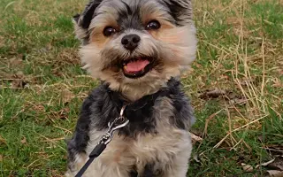 Pomoc pro Čika: boj s Cushingovým syndromem