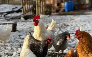 Bezpečný výběh pro slepičky, které dostaly druhou šanci