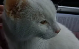 Sbírka pro Eliotka s nemocí FIP