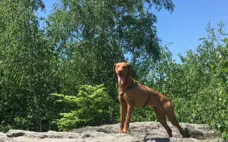 Pomoc pro Molde – fenku maďarského ohaře po vážném úrazu