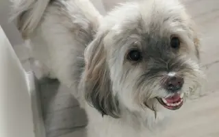 Pomoc nejlepšímu parťákovi Charliemu v boji s nemocí
