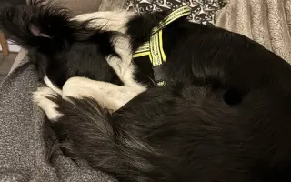 🐾 Pomozme Archiemu postavit se znovu na nohy 🐾