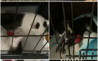 Staňte se nadějí pro kočičky bez domova