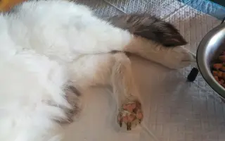 Pomoc pro kočeny z Depozita Elinka