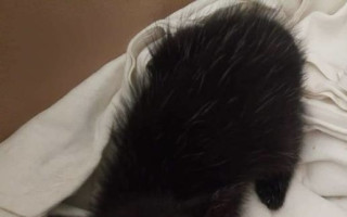 Pomozte nám zachránit nemocnou kočičí tlupu v Uhříněvsi