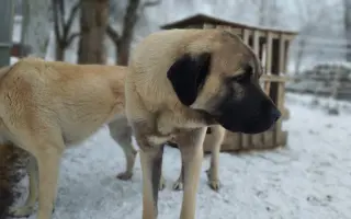 Zpátky do života - pomozte zvrátit těžké psí osudy