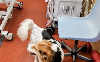 POMOC PRO FOXÍČKA - ZDRAVÝ DECH A PROTÉZA