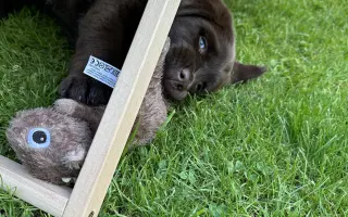 Akutní ortopedická léčba pro Arga 🤎