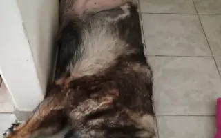 Pomoc Furině v boji s lupusem (SLE)